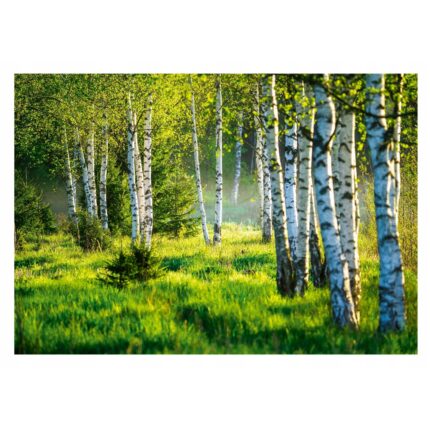 Fototapet Padure Birches Efect 3D Peisaj Natura 312x219 cm, Modern Vlies Tapet, Pentru Dormitor Camera De Zi Living