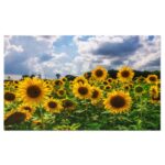 Tablou Canvas: Camp de Floarea-Soarelui la Apus - Camp, Floarea-Soarelui, Apus, Peisaj 40x25CM