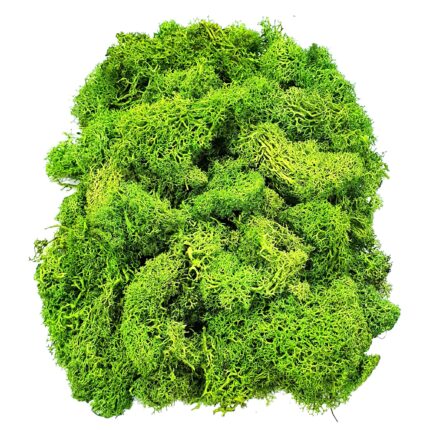 Lichen naturali stabilizati alesi si curatati pentru decoratiuni hand made, 100g, verde deschis