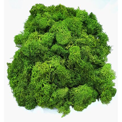 Lichen naturali stabilizati alesi si curatati pentru decoratiuni hand made, 100g, verde inchis
