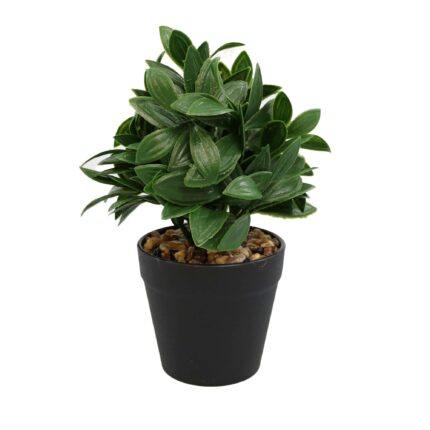Aranjament In Ghiveci Negru, Verde, Plastic, 20Cm