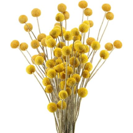 Set 30 Flori Uscate Craspedia, Galben, 50cm