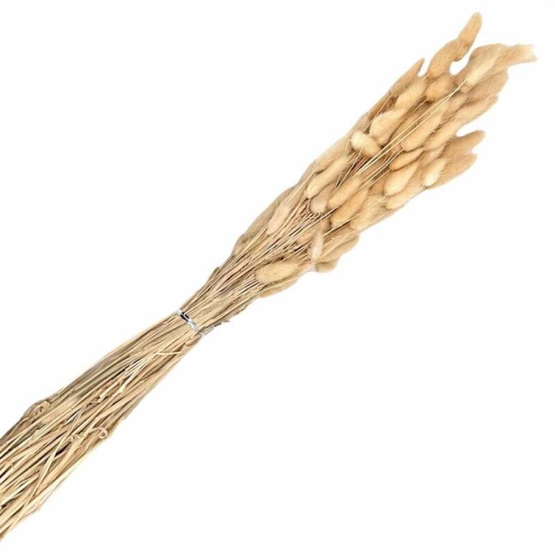 Buchet flori naturale stabilizate Lagurus, 50 fire, 60 cm, Frez