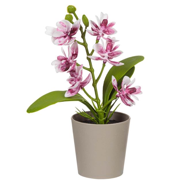 Ghiveci Decorativ Bej din Plastic cu Orhidee Artificiala Ø6x17cm