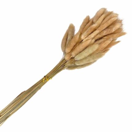 Buchet flori naturale stabilizate Lagurus, 50 fire, 60 cm, Crem