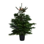 Brad nordmann crescut in ghiveci calitatea I 140-160 cm