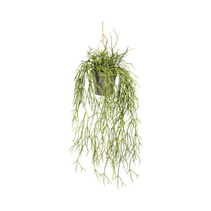 Planta Artificiala Rhipsalis Suspendat H 60 Cm Verde