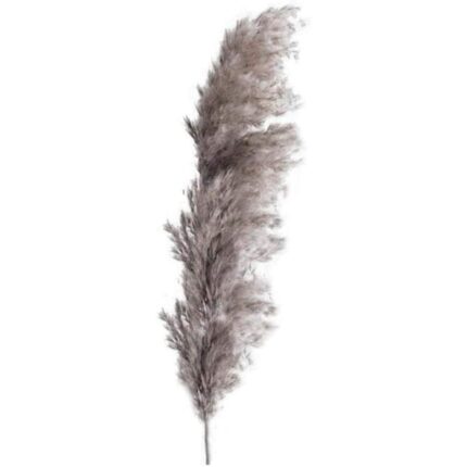 Iarba inalta de pampas, uscata, conservata natural, 120cm, calitate premium, Gri-Bej