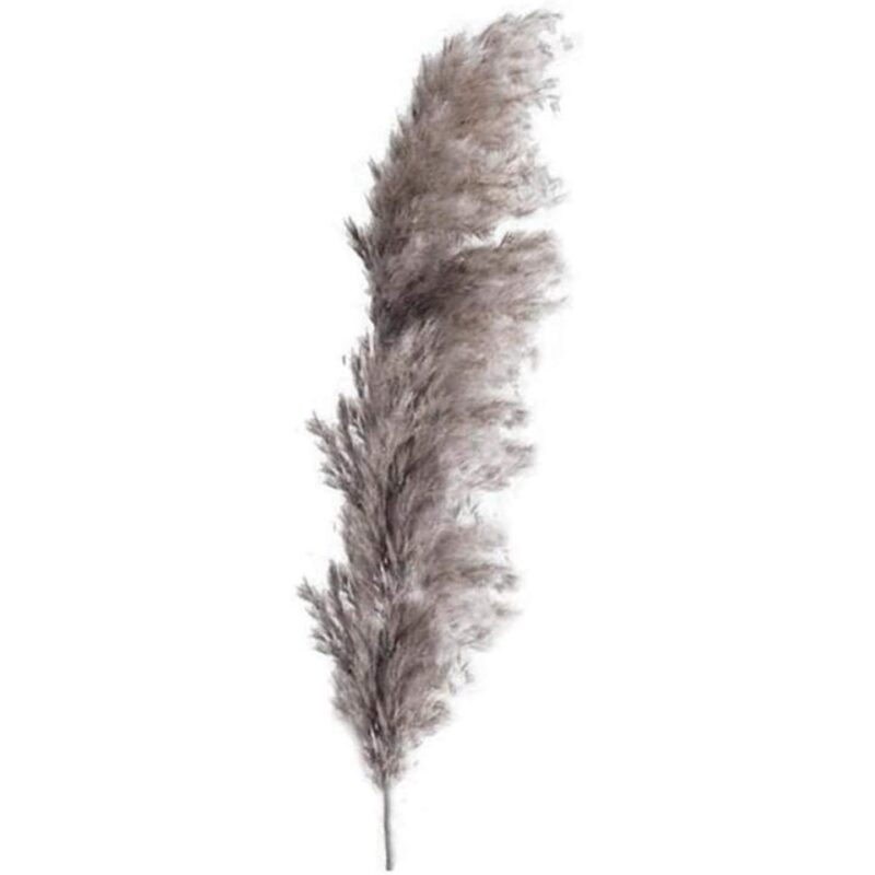 Iarba inalta de pampas, uscata, conservata natural, 120cm, calitate premium, Gri-Bej