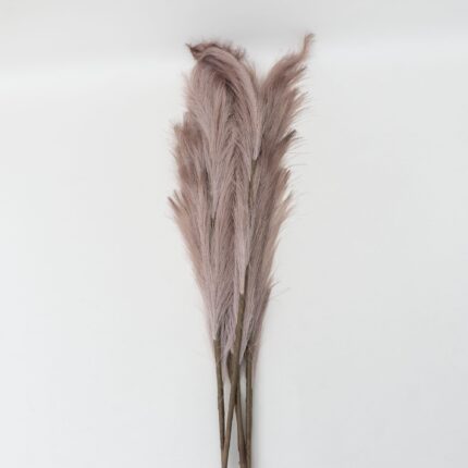 Set 5 fire de pampas, culoare maro, H 120 cm, B.S.P. / SL399_3