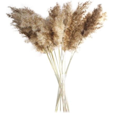 Set 30 Pampas Grass, Decorativ, Natural Uscat, 50-58 cm, Maro