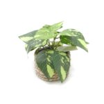 Planta artificiala, Cu ghiveci, Verde/Maro