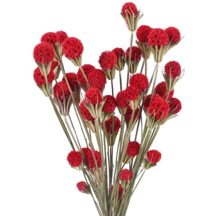 Buchet Flori uscate natural, JeiibrZui, 60 cm, Rosu