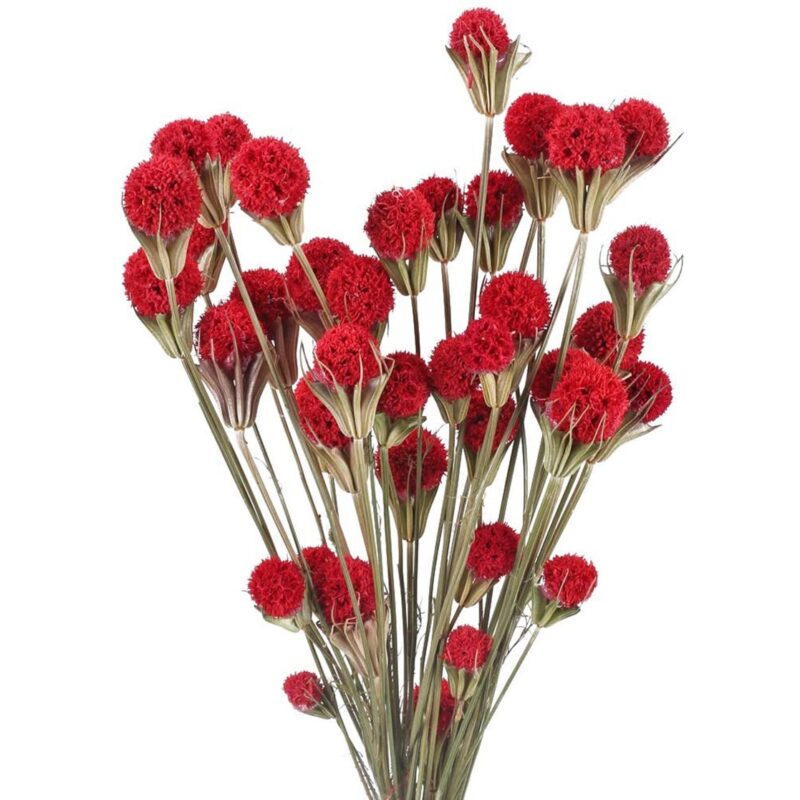 Buchet Flori uscate natural, JeiibrZui, 60 cm, Rosu