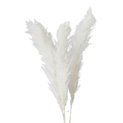 Set 3 plante uscate Pampas, 120 cm, alb